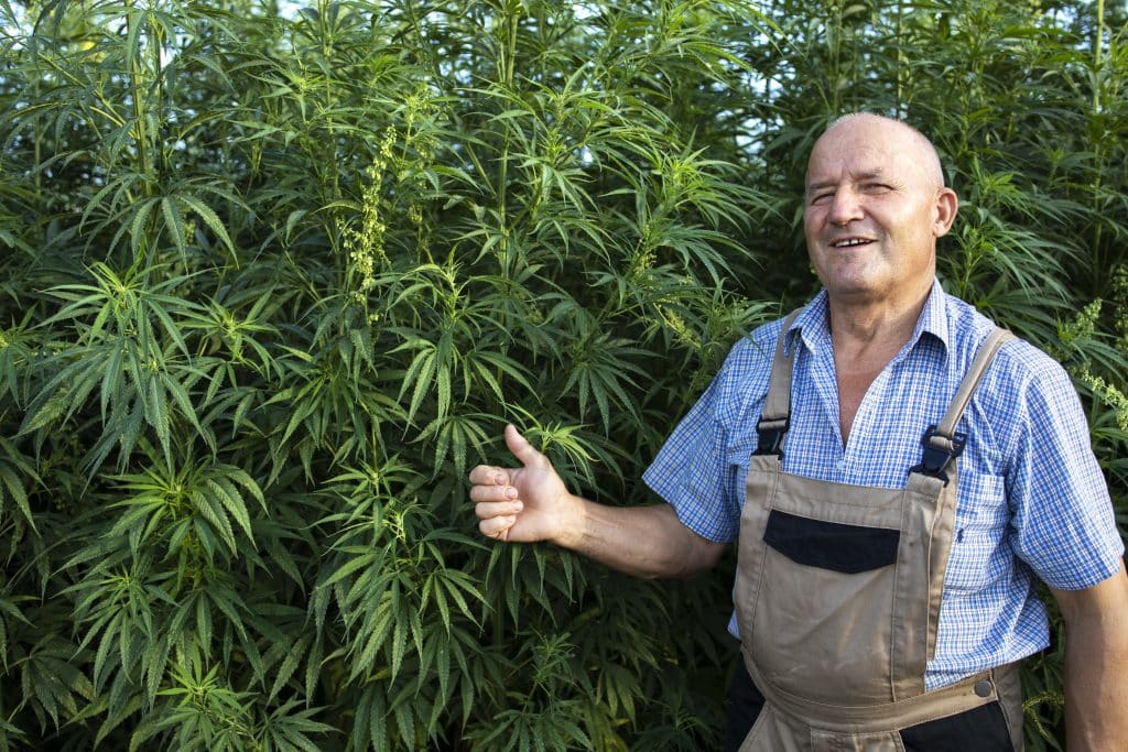 Les bienfaits des huiles de chanvre